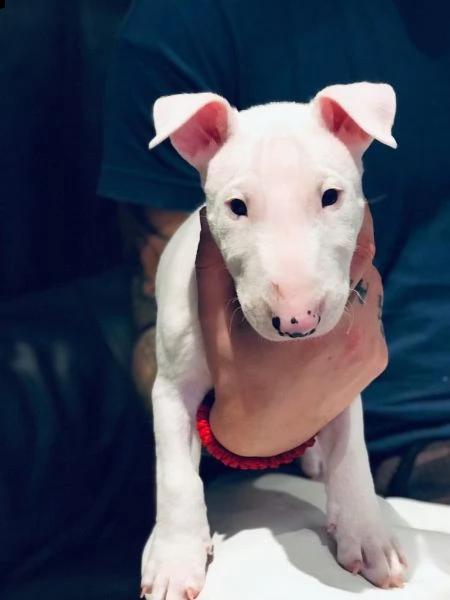 cuccioli bull terrier maschi femmine