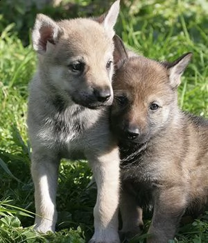 cuccioli cane lupo cecoslovacco con pedigree | Foto 0