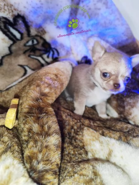 Chihuahua maschietto pelo corto  | Foto 5