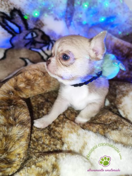 Chihuahua maschietto pelo corto 