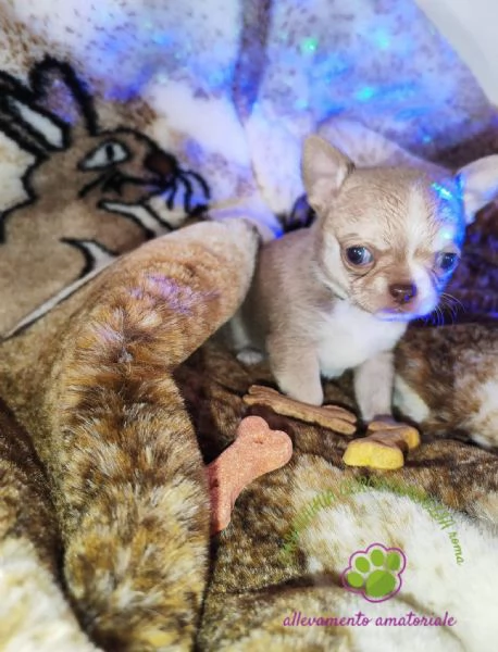 Chihuahua maschietto pelo corto  | Foto 4