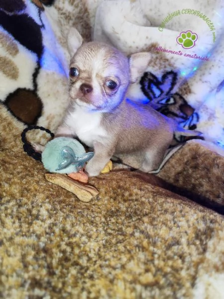 Chihuahua maschietto pelo corto  | Foto 2
