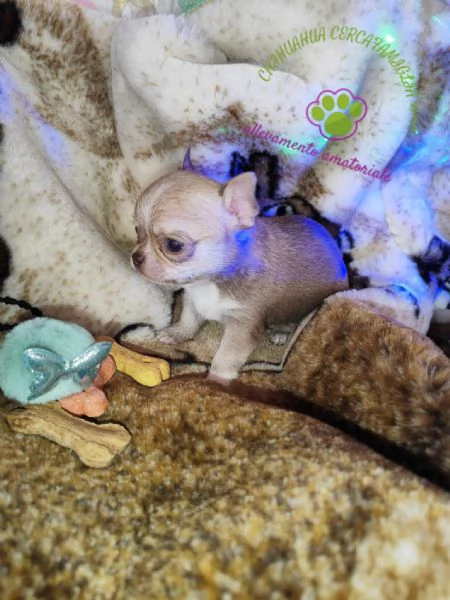 Chihuahua maschietto pelo corto  | Foto 0