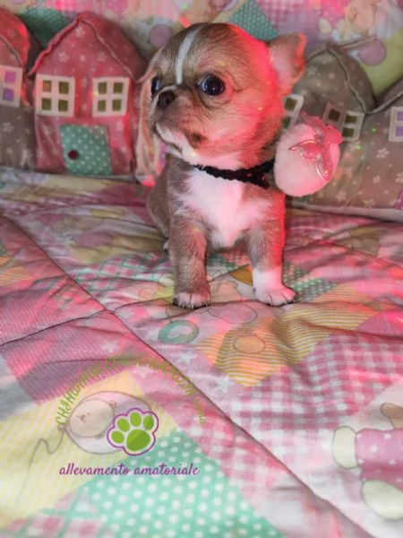 Chihuahua femminuccia lilac isabella | Foto 1