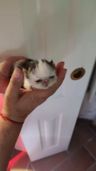 Gattini persiani ipertipici | Foto 6