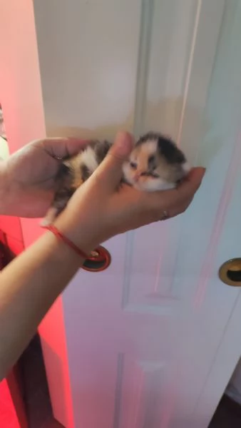 Gattini persiani ipertipici | Foto 5