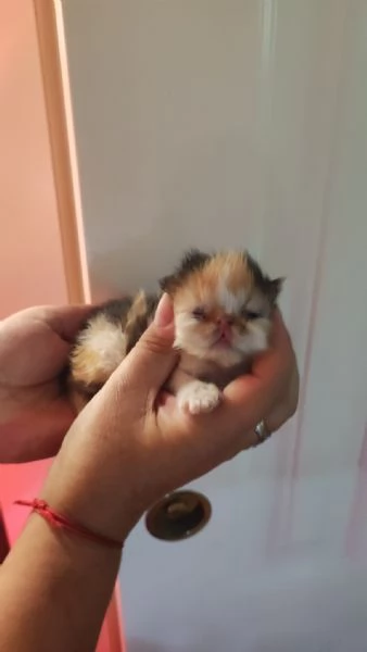 Gattini persiani ipertipici | Foto 4