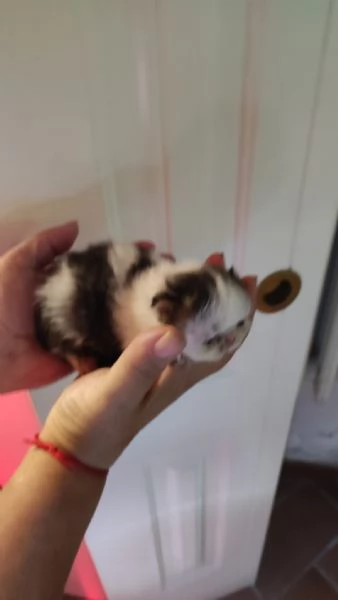 Gattini persiani ipertipici | Foto 3