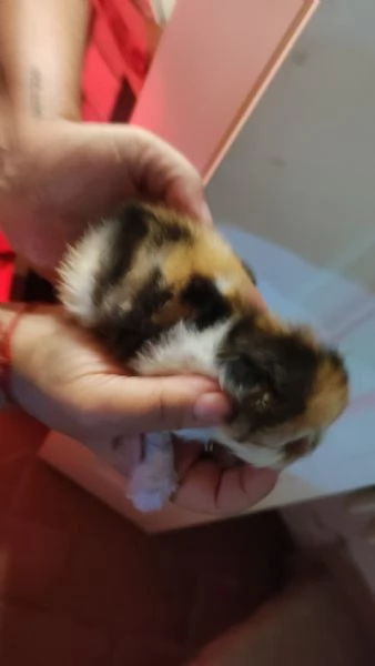 Gattini persiani ipertipici | Foto 1