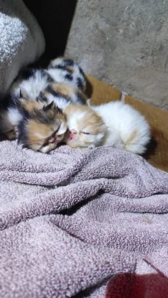 Gattini persiani ipertipici