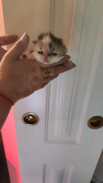 Gattini persiani ipertipici | Foto 0