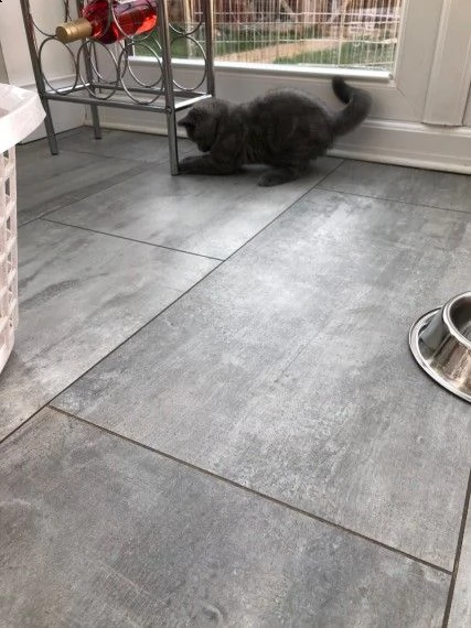 cuccioli british shorthair | Foto 1