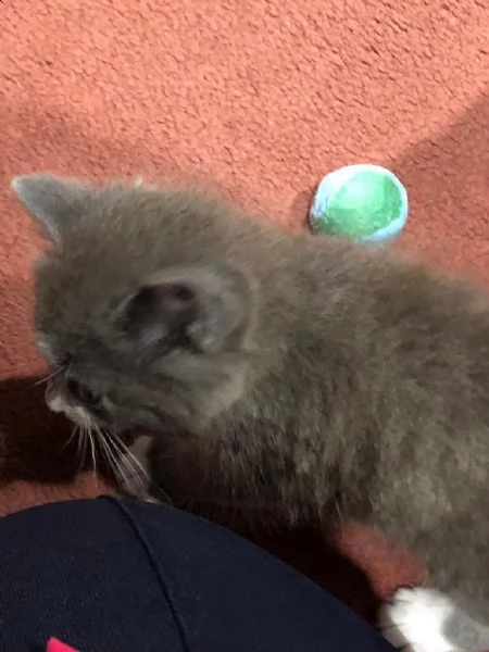 cuccioli british shorthair