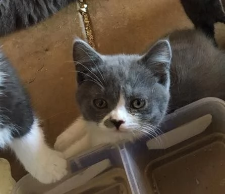 cuccioli di shorthair | Foto 0