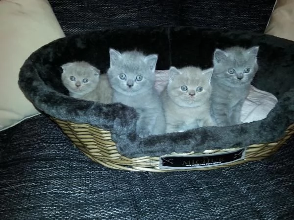 gattini british maschi e femmini