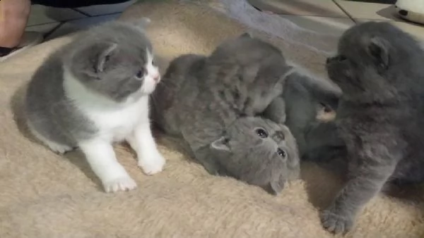  disponibili british short hair. | Foto 1