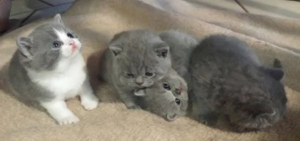  disponibili british short hair. | Foto 0