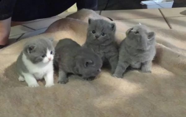  disponibili british short hair.