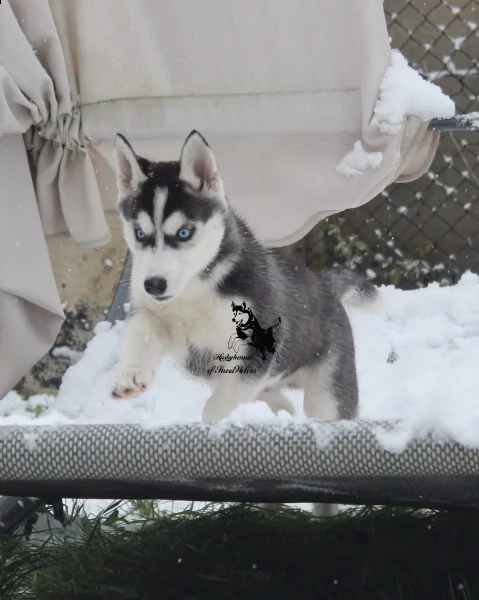 splendide cucciole di tre mesi in adozione ..siberian husky