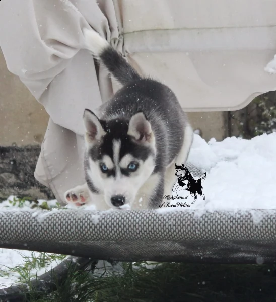 splendide cucciole di tre mesi in adozione ..siberian husky | Foto 0