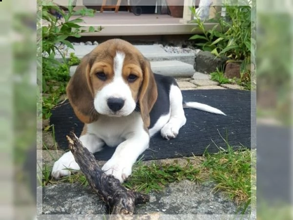 splendidi cuccioli di beagle | Foto 1