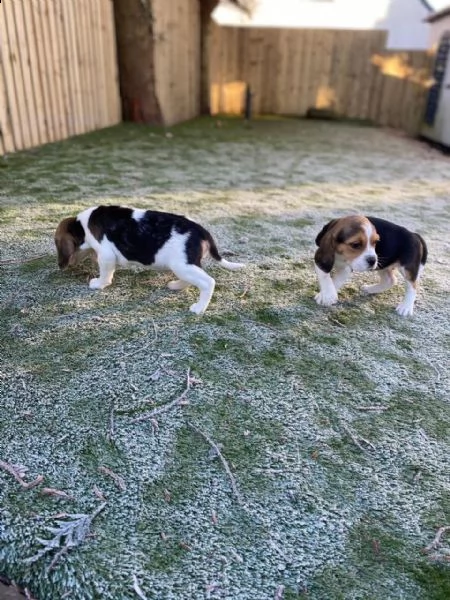 splendidi cuccioli di beagle