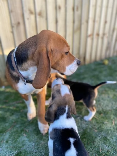 splendidi cuccioli di beagle | Foto 0