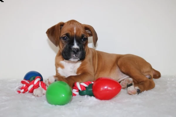 boxer italiani di alta genealogia | Foto 2