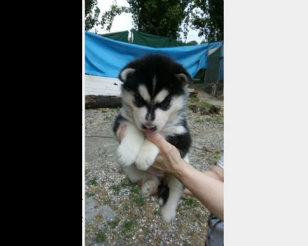 ultimo cucciolo bianco&nero di siberian husky 