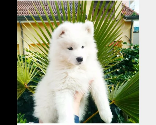 bellissimi cuccioli samoiedo