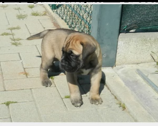 bullmastiff ultimo cucciolo disponibile