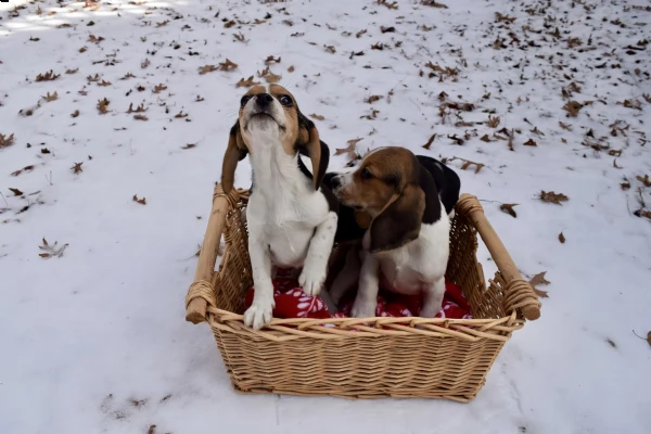 due bellissimi cucciolate beagle con pedigree | Foto 0