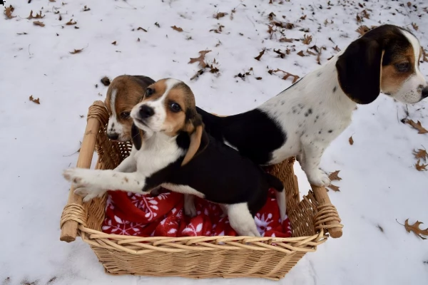 due bellissimi cucciolate beagle con pedigree