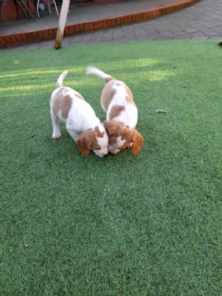 splendidi cuccioli di beagle | Foto 3