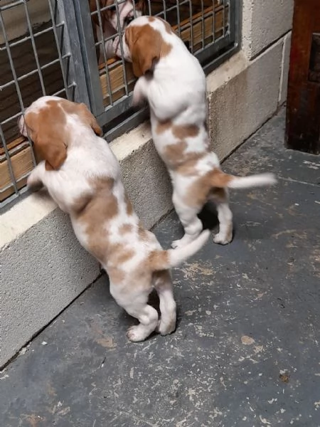 splendidi cuccioli di beagle | Foto 1