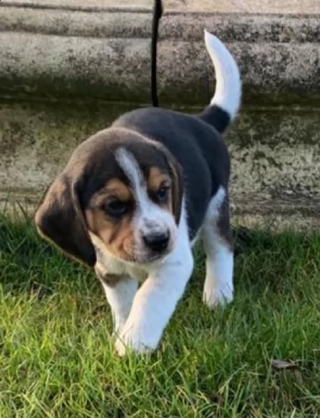 fantastici cuccioli beagle di 3 mesi