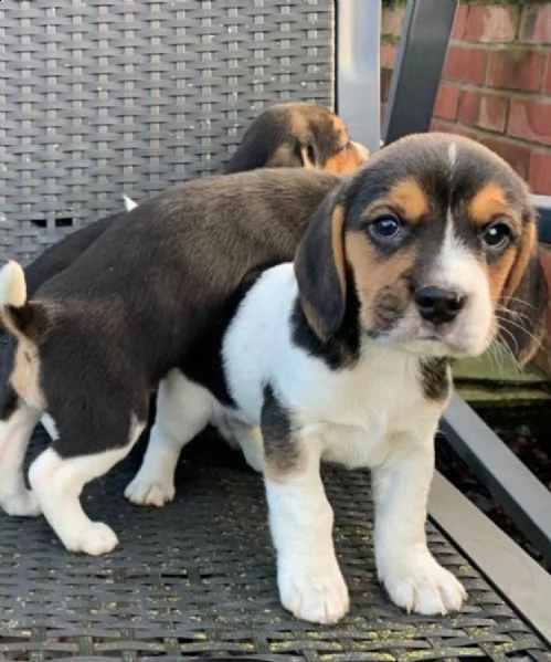 fantastici cuccioli beagle di 3 mesi | Foto 3