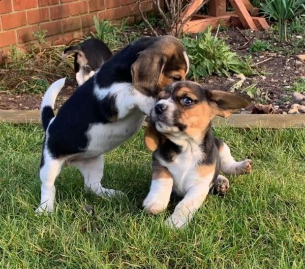 fantastici cuccioli beagle di 3 mesi | Foto 2