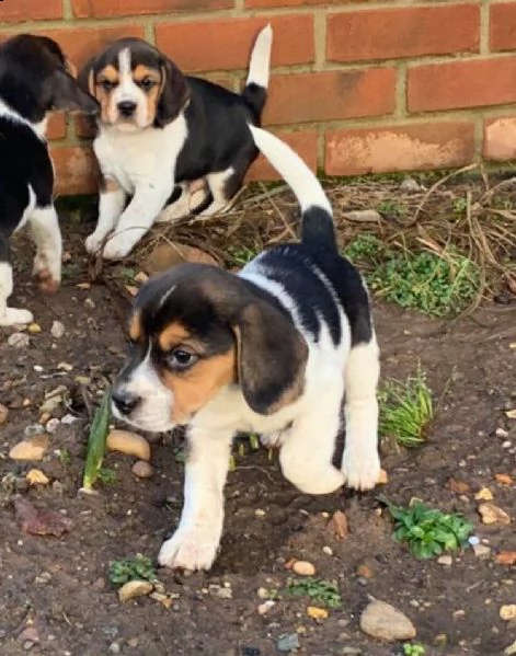 fantastici cuccioli beagle di 3 mesi | Foto 1