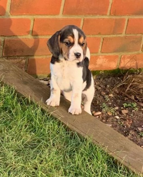 fantastici cuccioli beagle di 3 mesi | Foto 0