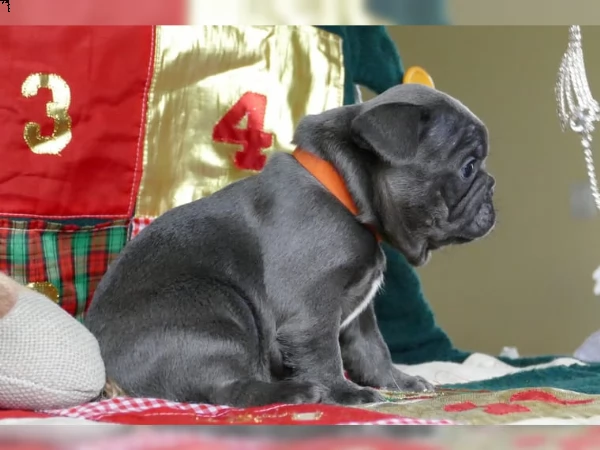 bouledogue bulldog francese cuccioli disponibili | Foto 0