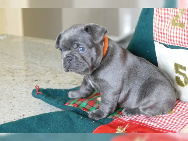 bouledogue bulldog francese cuccioli disponibili