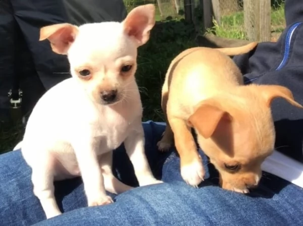 cucciolo chiwawa, maschio e femmina bianco e arancio vaccinato