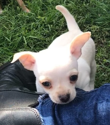 cucciolo chiwawa, maschio e femmina bianco e arancio vaccinato | Foto 0