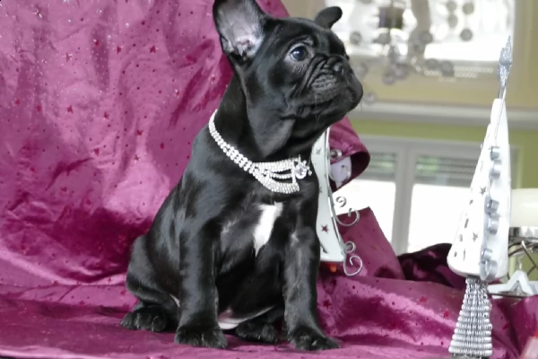 kucciolotti di bouledogue francese...blu