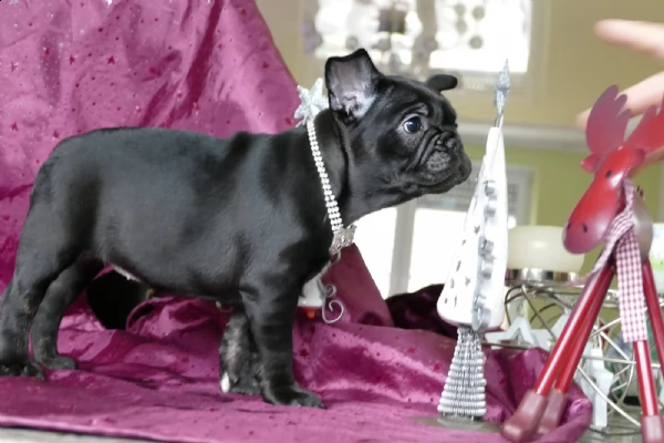 kucciolotti di bouledogue francese...blu | Foto 1