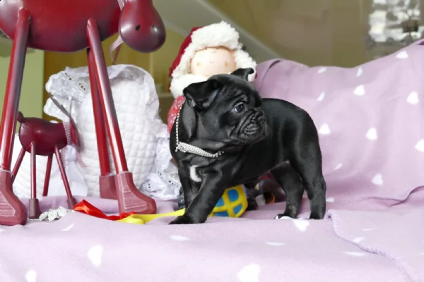 kucciolotti di bouledogue francese...blu | Foto 0