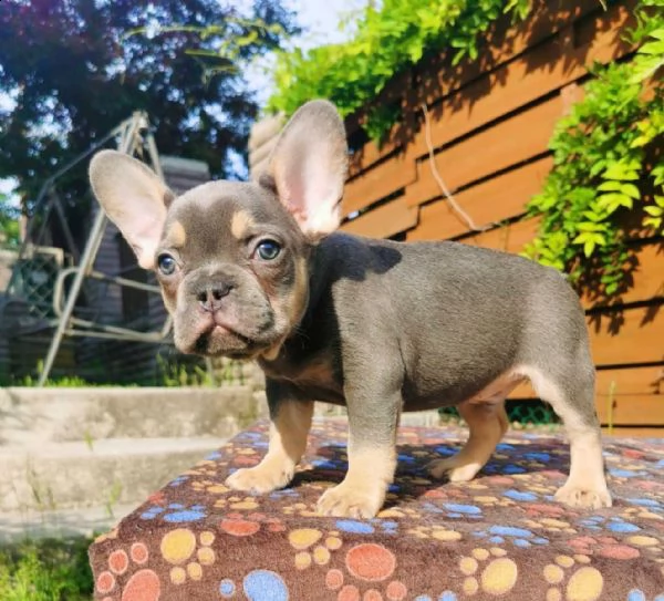 bouledogue francese, cuccioli | Foto 3