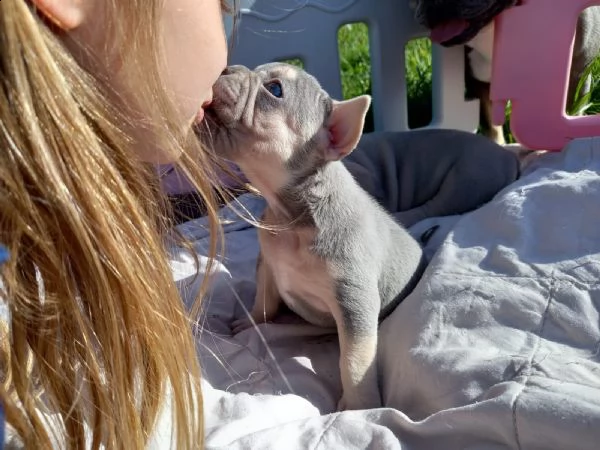 bouledogue francese, cuccioli | Foto 2