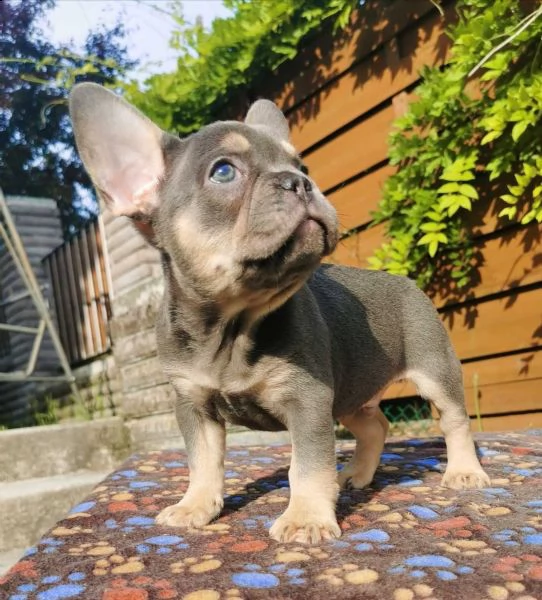bouledogue francese, cuccioli | Foto 0